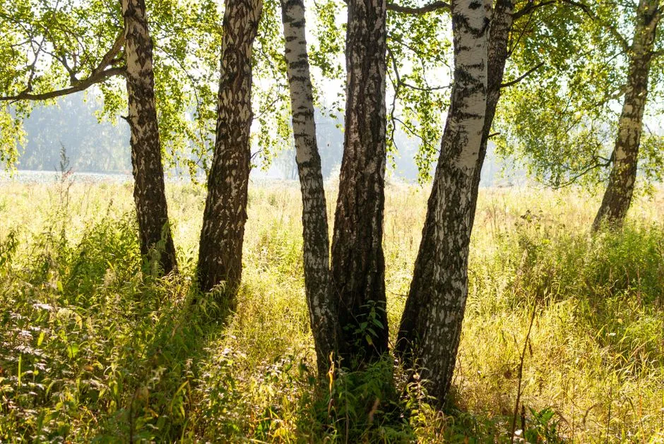 #8 - Birch Trees Feed an Army of Insects Hiding Where You'd Never Look (Image Credits: Pexels)