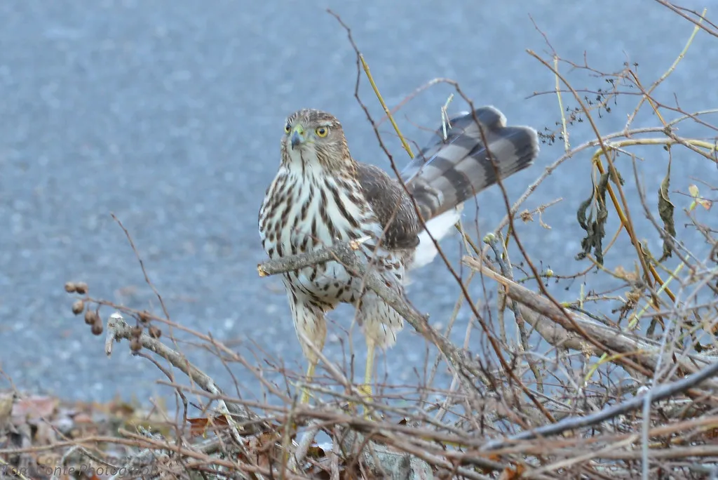 7. Create Brush Piles and Thickets as Safe Hiding Spots (TC208, Flickr, CC BY-SA 2.0)