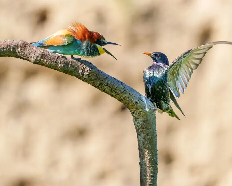 Behavior Changes: It Is Not Just Quiet, It Is Body Language (Image Credits: Pexels)
