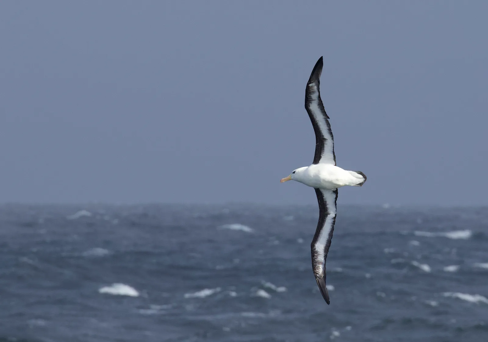 Conclusion: Rethinking What &ldquo;Flight&rdquo; Really Means (Black-browed Albatross (Thalassarche melanophris), CC BY-SA 2.0)