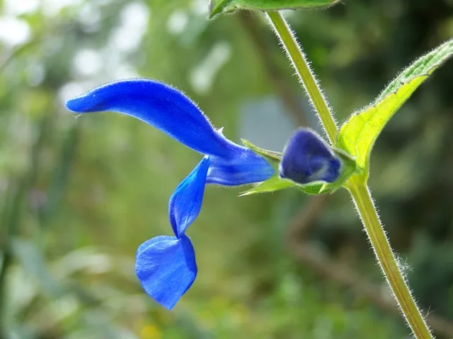 #1 - Native Salvias, Trumpets & Lobelias (Return Every Year) vs. High-Bred "Designer" Hybrids (Pretty but Empty) (Self-photographed, CC BY-SA 3.0)