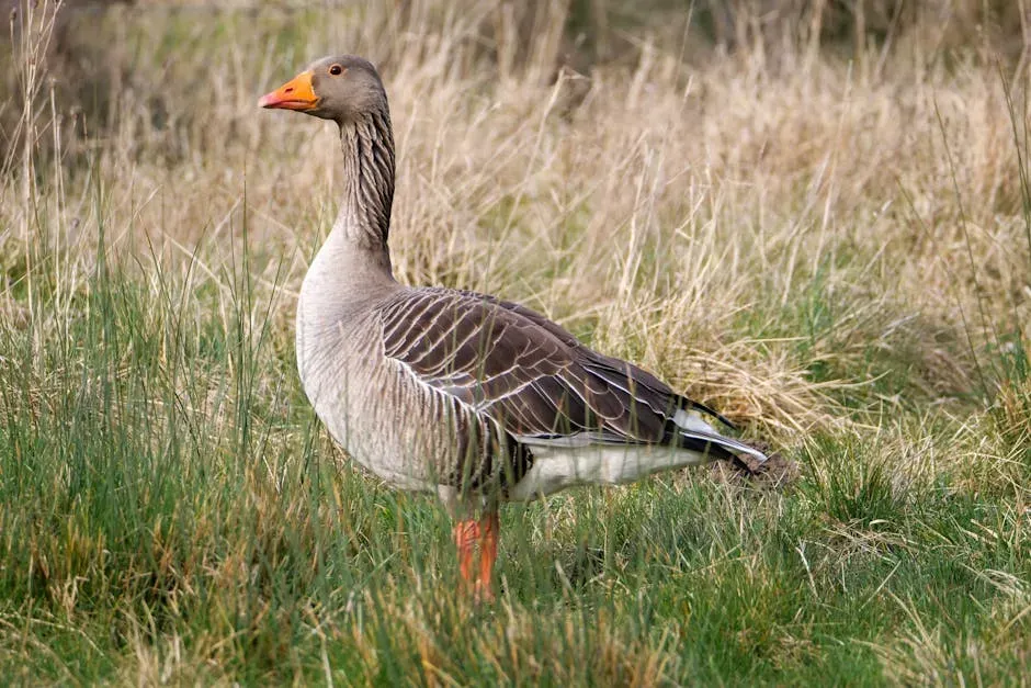UK Waders Like Bittern Reclaim Wetlands (Image Credits: Pexels)