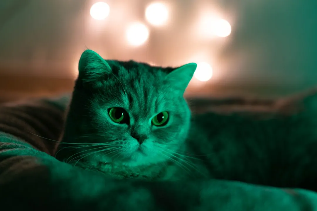 #11 - The Nighttime Routine Quietly Locks Into Place (Image Credits: Unsplash)
