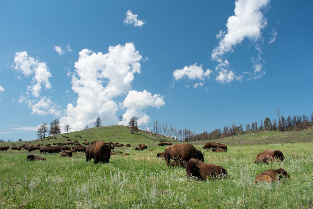 Custer State Park (Image Credits: Unsplash)