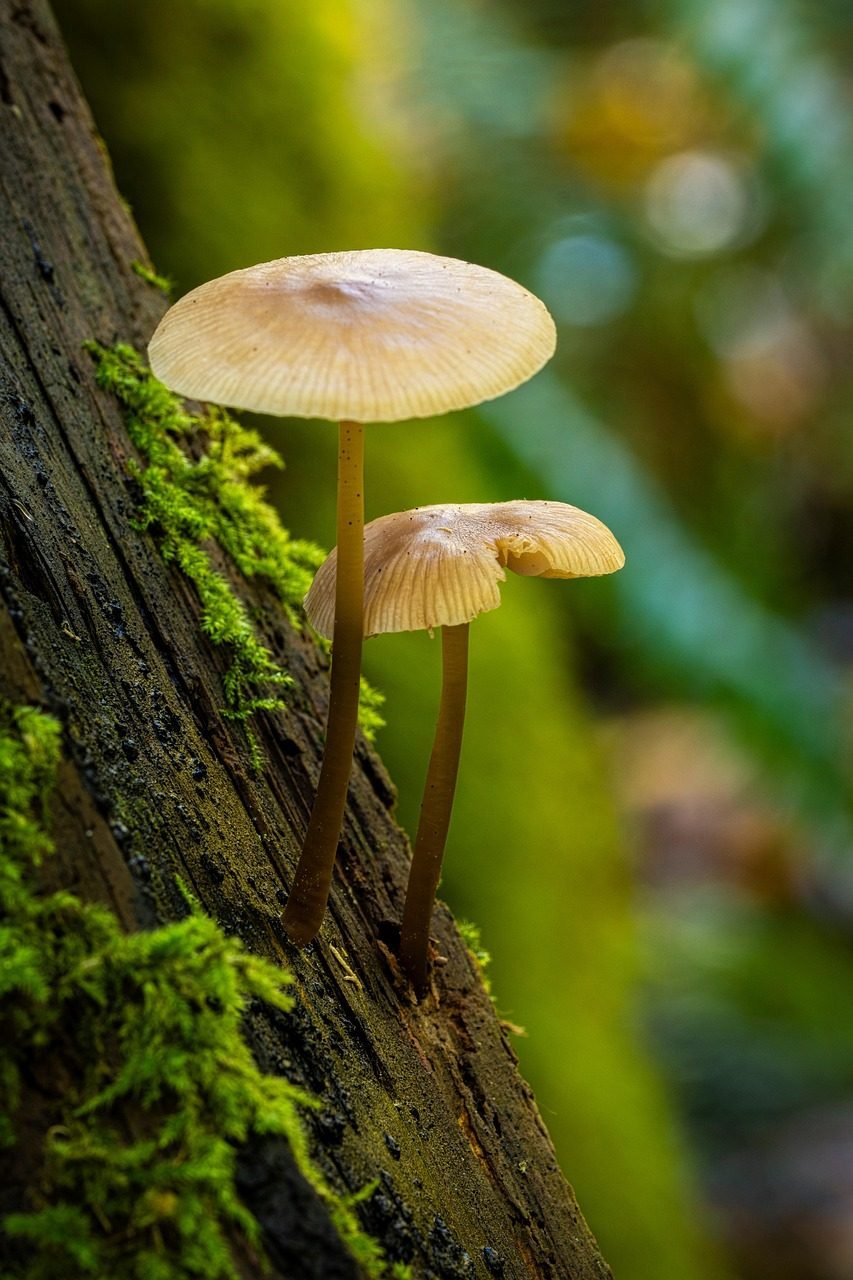 Unique Ecosystems Beyond Our Imagination (Image Credits: Pixabay)