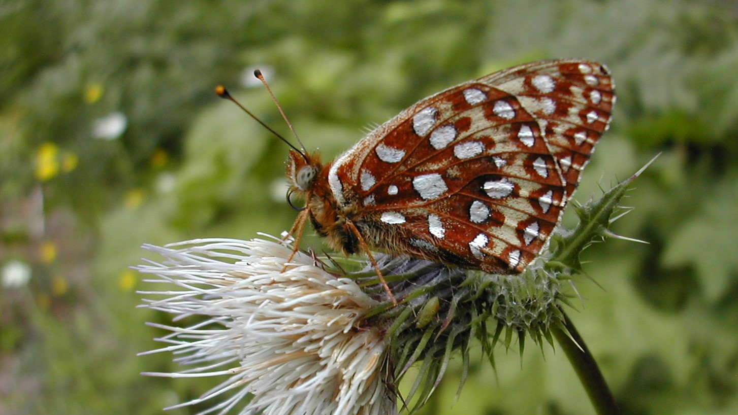 Oregon Silverspot Butterfly (Image Credits: Wikimedia)