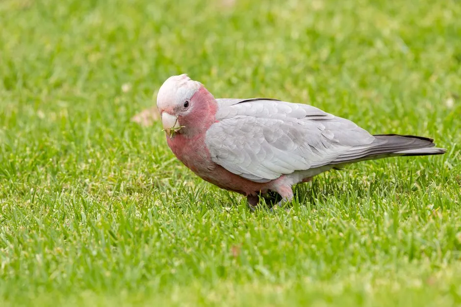 #10: Cut the Chemicals Before They Cut the Food Chain (Image Credits: Pexels)