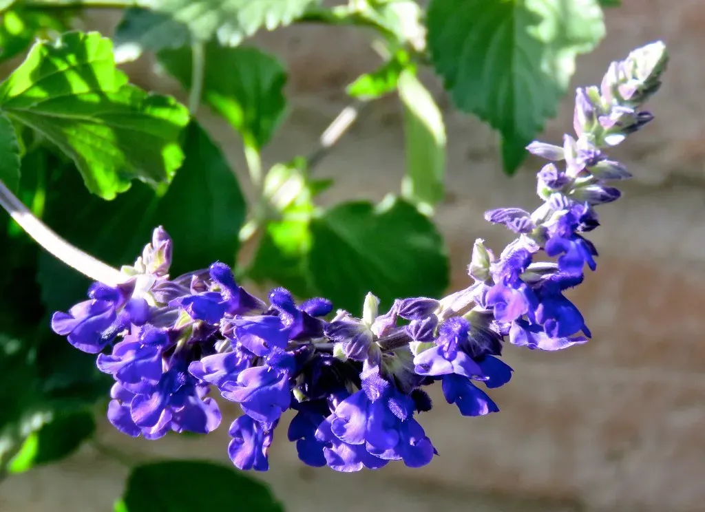 #10 Salvia (Salvia spp.) (Chic Bee, Flickr, CC BY 2.0)