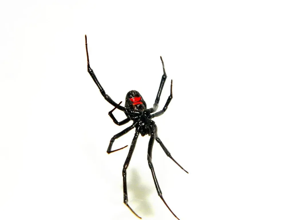 #10: The Black Widow Spider - Silent, Precise, and Always Close (pfarrell95, Flickr, CC BY-SA 2.0)