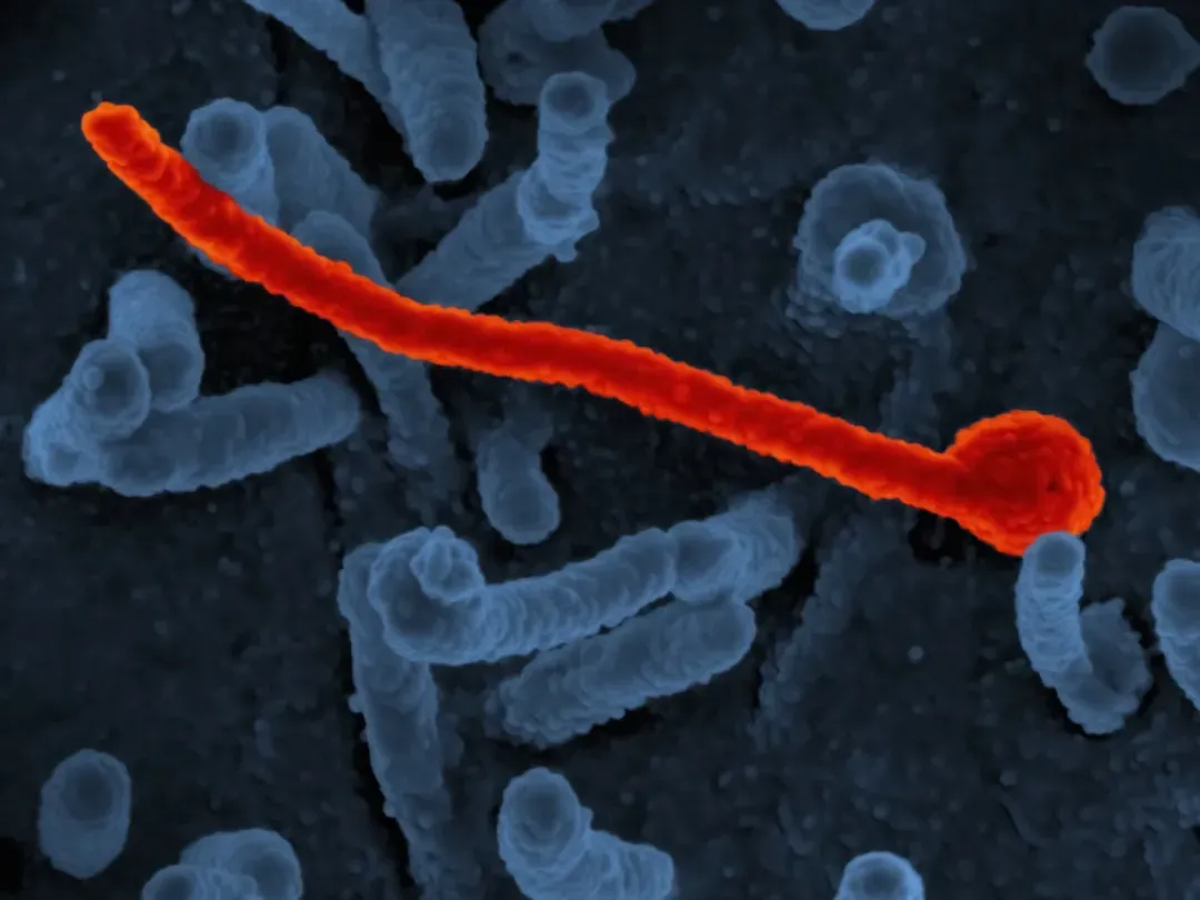 The Secret Life of Telomeres Nobody Talks About (Image Credits: Unsplash)