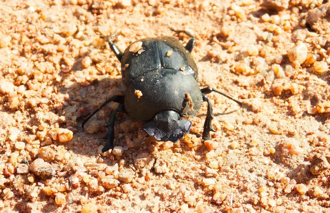 Scorpio: The Transformative Scarab of Regeneration (Image Credits: Unsplash)