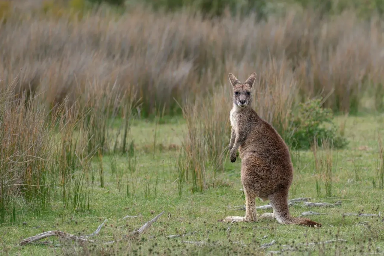 Built-in Body Armor: The Kangaroo's Pouch as a Mobile Fortress (Image Credits: Pixabay)