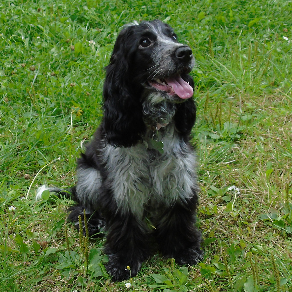 #15. Cocker Spaniel (Image Credits: Flickr)