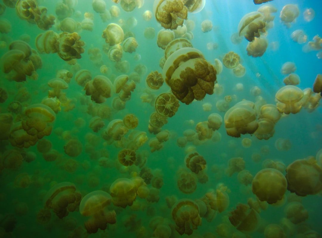 Jellyfish Lake: Swimming Among Millions (Image Credits: Unsplash)