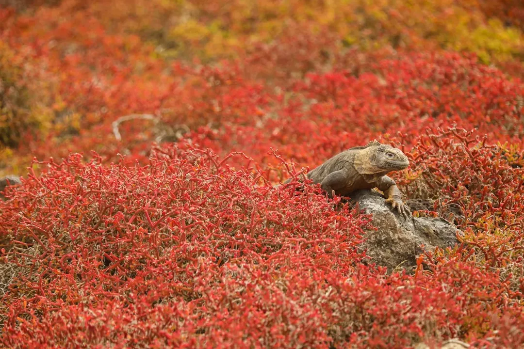 The Galapagos Islands: Darwin's Living Laboratory (Image Credits: Unsplash)