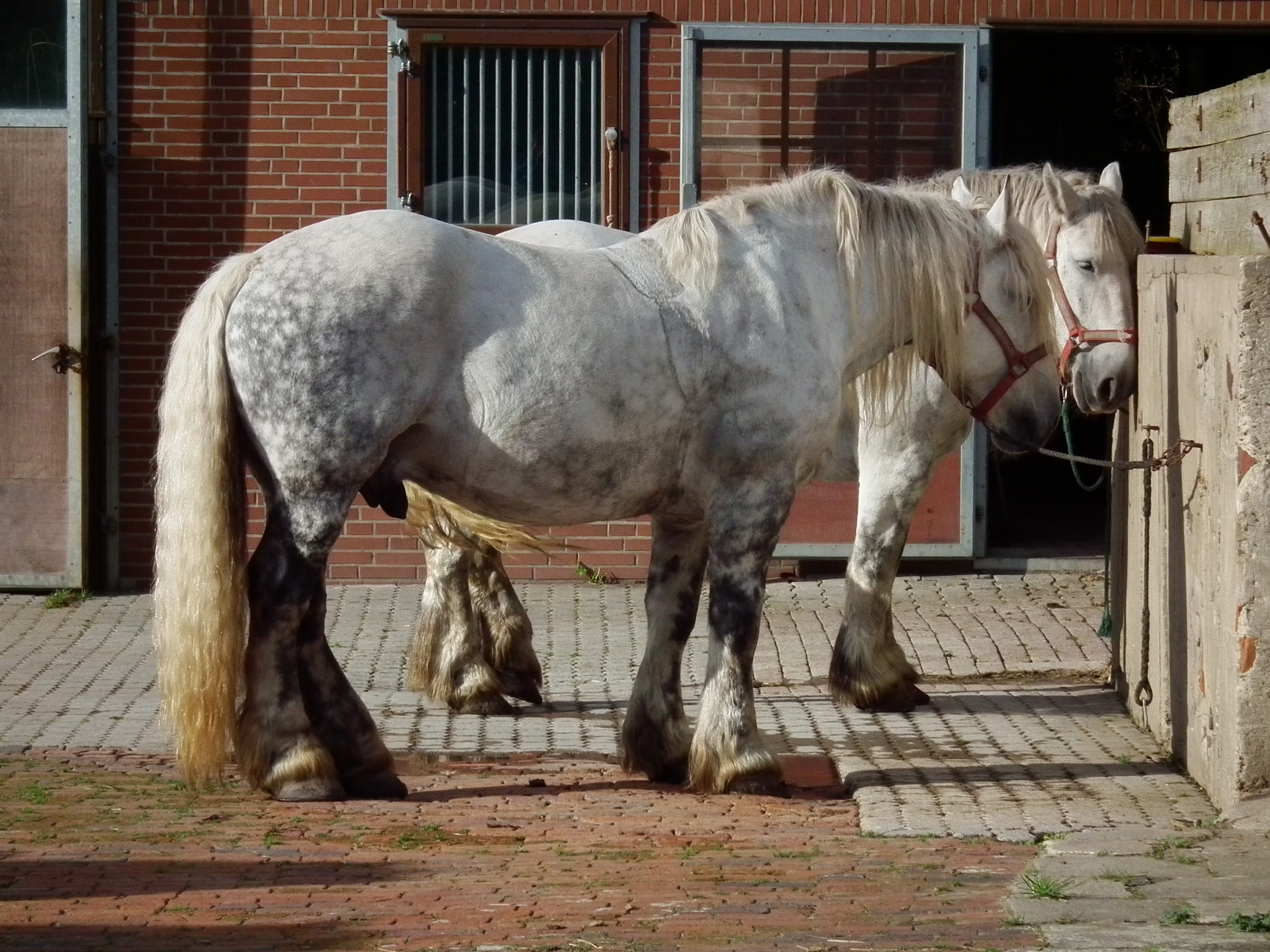 Capricorn: The Percheron - Steady Climbers (Image Credits: Wikimedia)