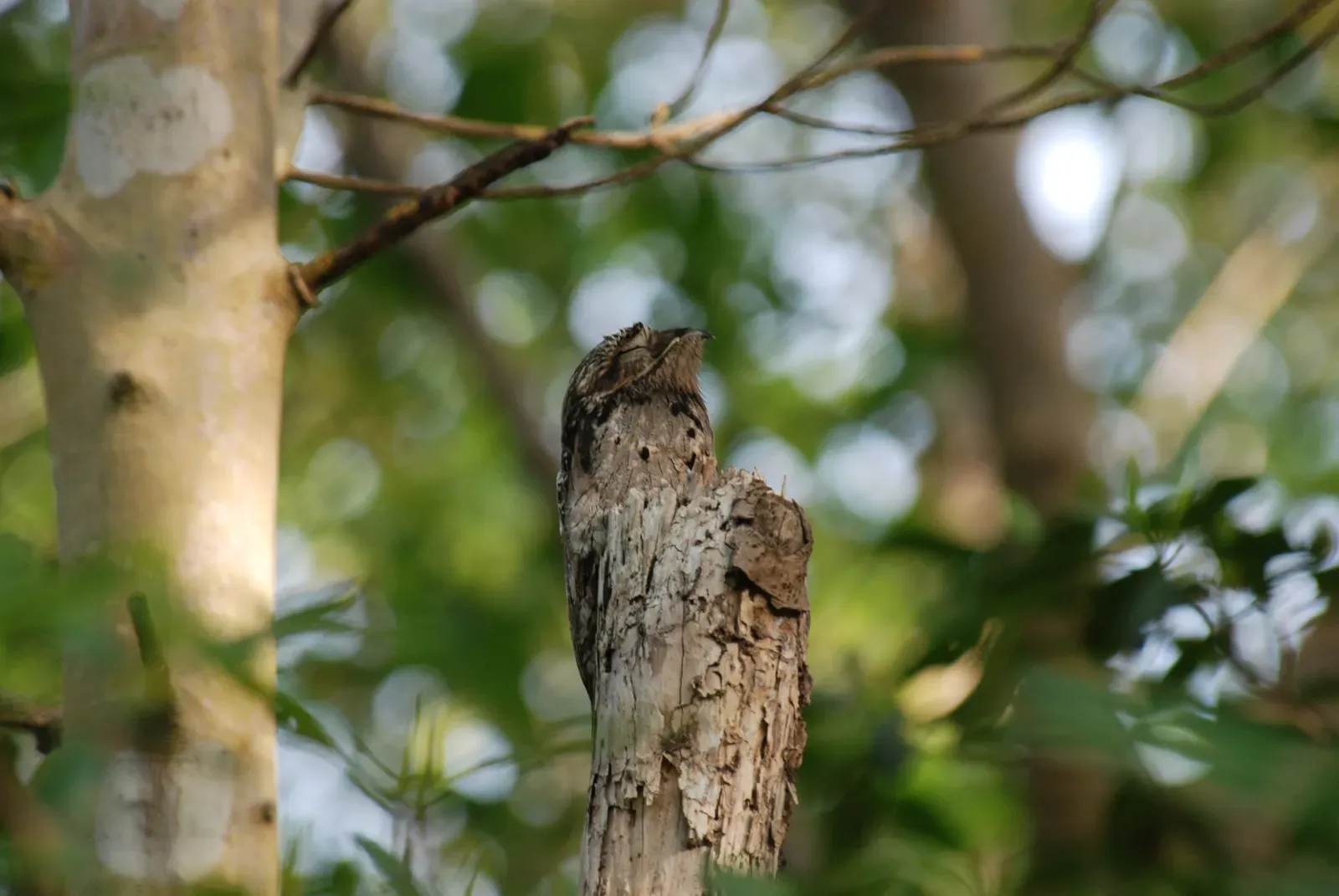 Common Potoo: The Bird That Becomes Wood (Image Credits: Wikimedia)