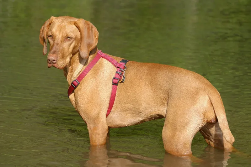 #18 - Vizsla: Sensitive Athlete That Hates Stillness (Rarely Settles) (Enjoying a dip, CC BY 2.0)