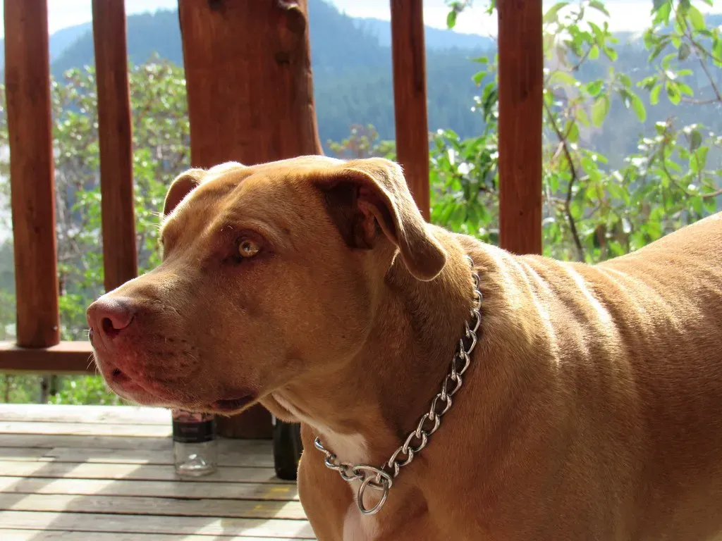 #1 - American Pit Bull Terrier (www.metaphoricalplatypus.com, Flickr, CC BY 2.0)