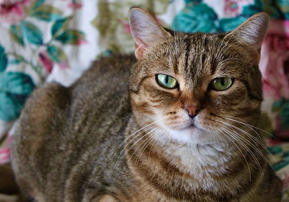 #18 - Domestic Mixed-Breed Cats: The Wild Card That Often Fits Perfectly (Image Credits: Pexels)