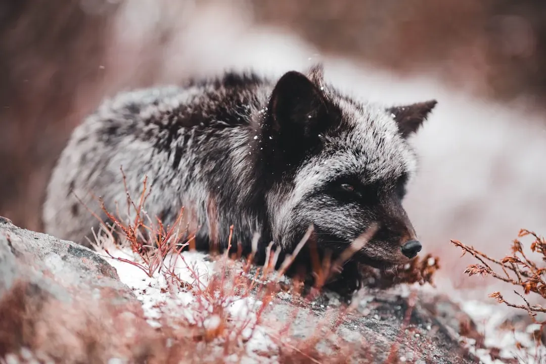 They Don't Hibernate But Enter Torpor During Winter (Image Credits: Unsplash)