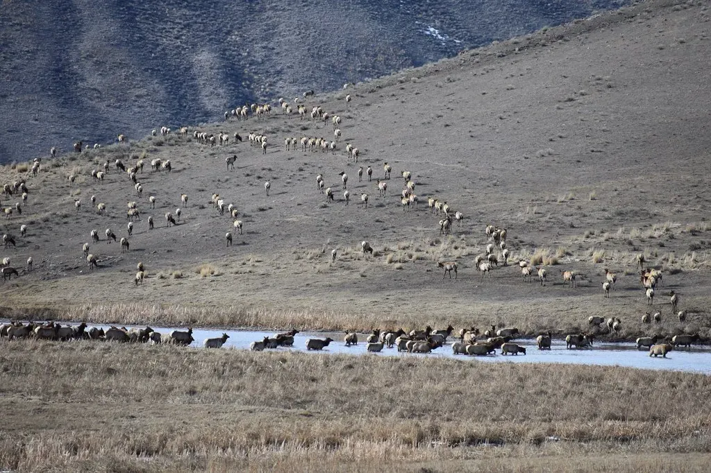 What This Means for Calves, Corridors, and Habitat (Image Credits: Flickr)