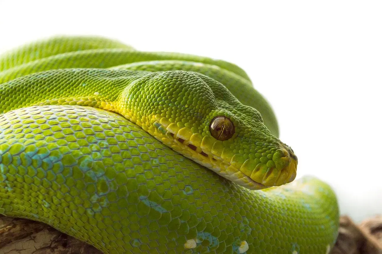 The Snake: Transformation and Hidden Wisdom (Image Credits: Pixabay)