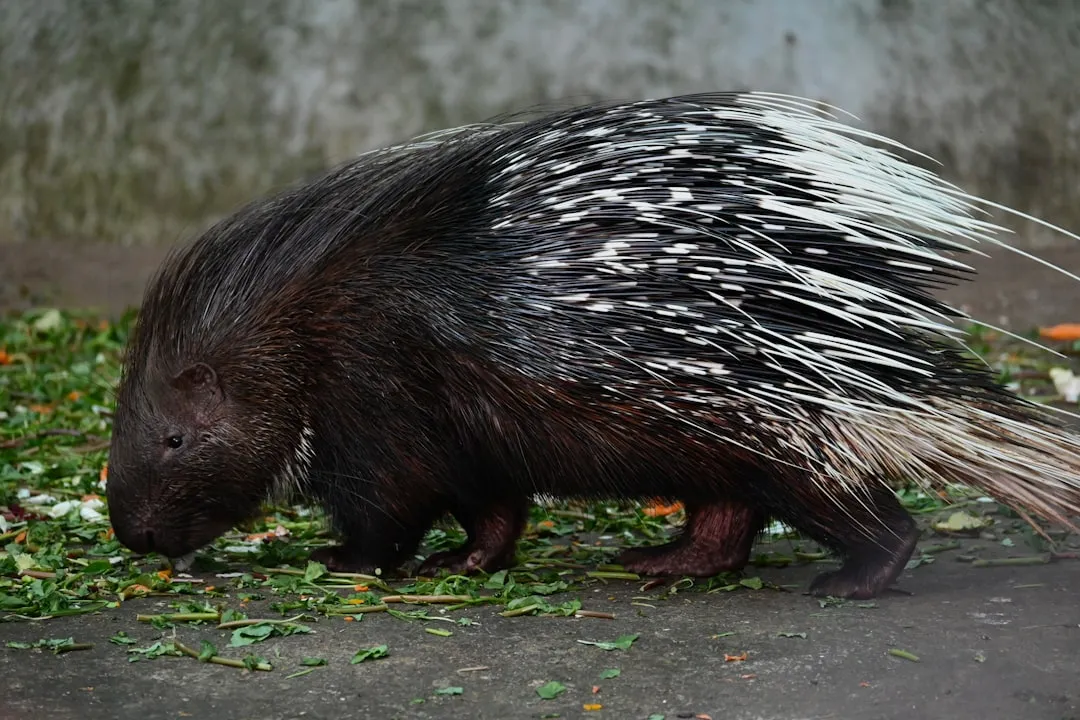 They Anchor Quills Deep With Microscopic Barbs (Image Credits: Unsplash)