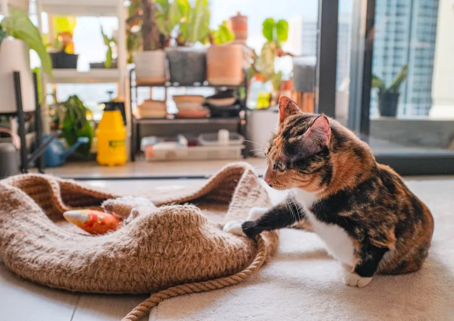 #8 - "Independent" Doesn't Mean Low-Maintenance (Image Credits: Pexels)