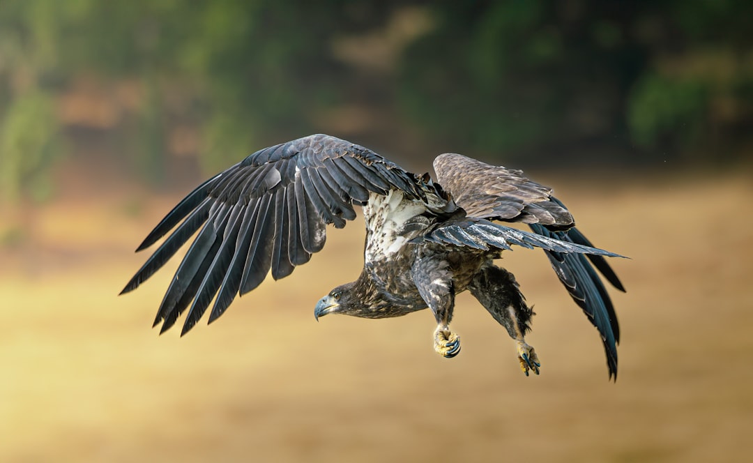Sagittarius: The Rough-legged Hawk (Image Credits: Unsplash)
