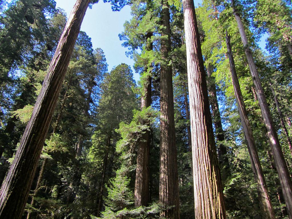 #6 Redwood National and State Parks, California (Image Credits: Flickr)