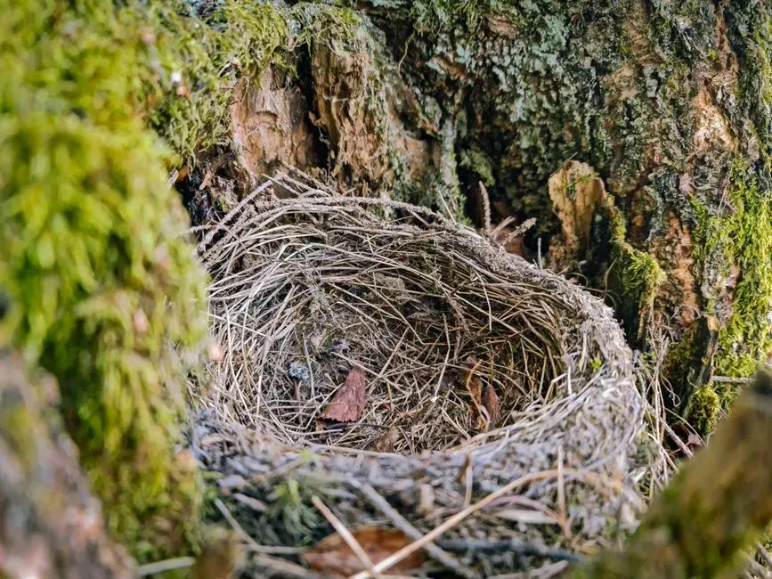 Territorial and Nesting Behaviors (Image Credits: Pexels)