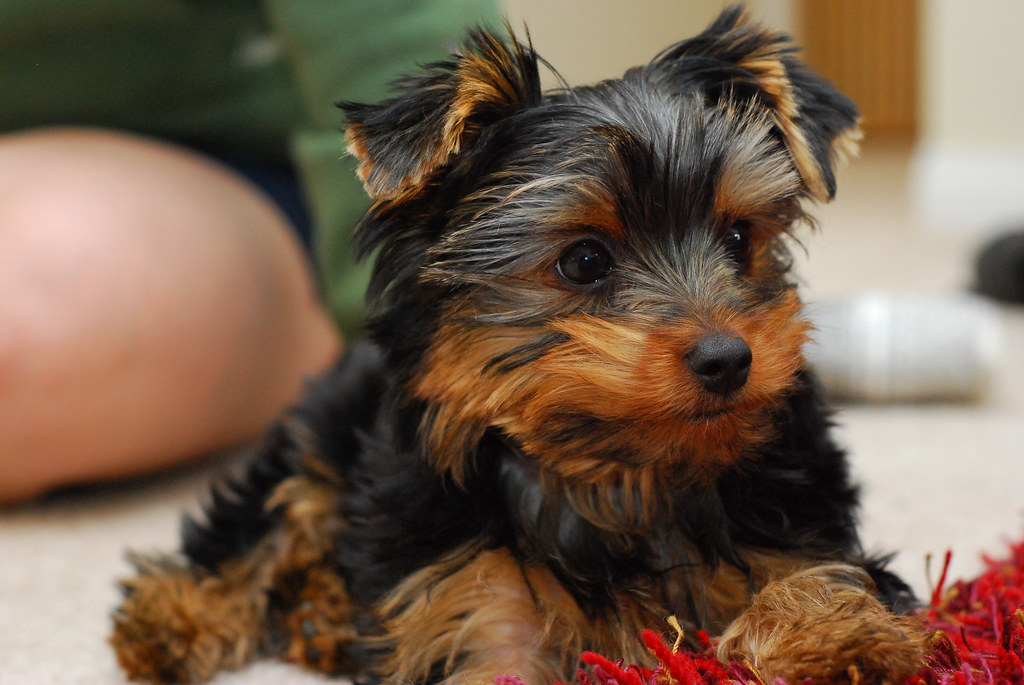 #13 Yorkshire Terrier (Image Credits: Flickr)