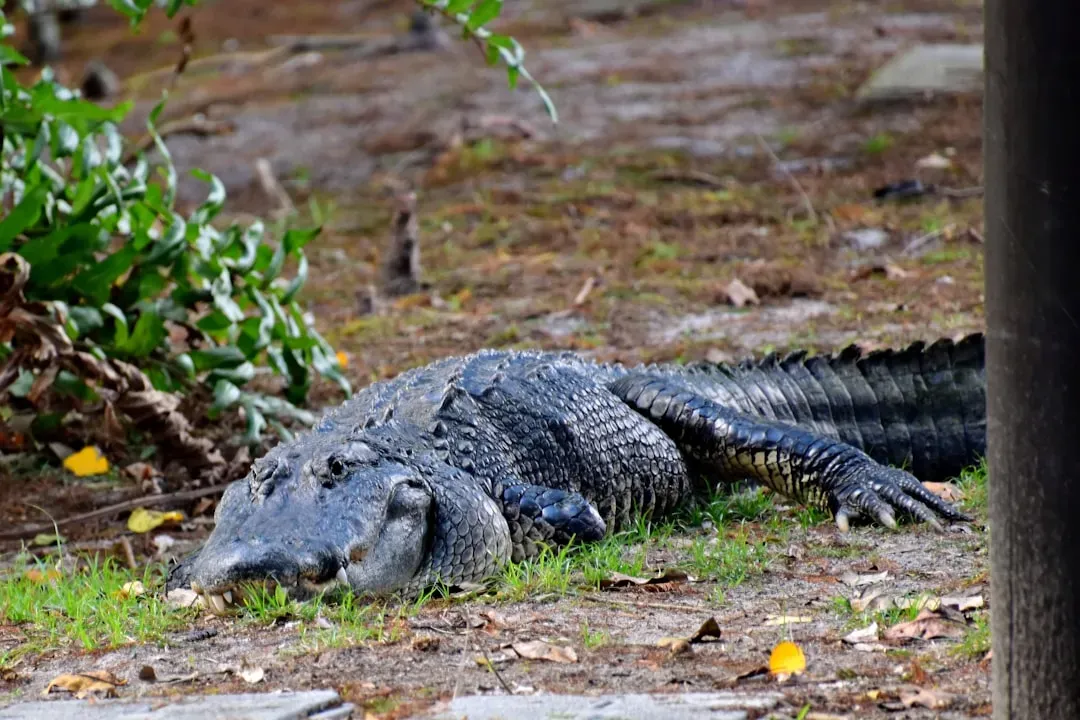 American Alligator: The Ecosystem Engineer (Image Credits: Unsplash)