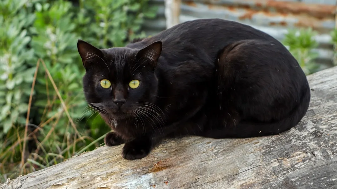 #21 - Black Cats Still Face the Oldest Bias in Shelters (Image Credits: Unsplash)