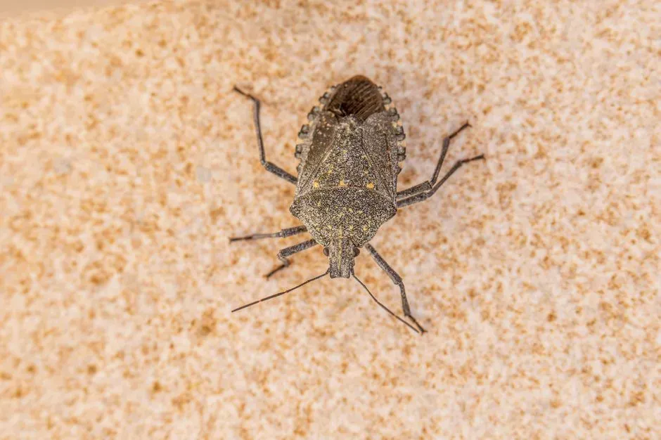 8. Canine Chagas Disease (Image Credits: Pexels)
