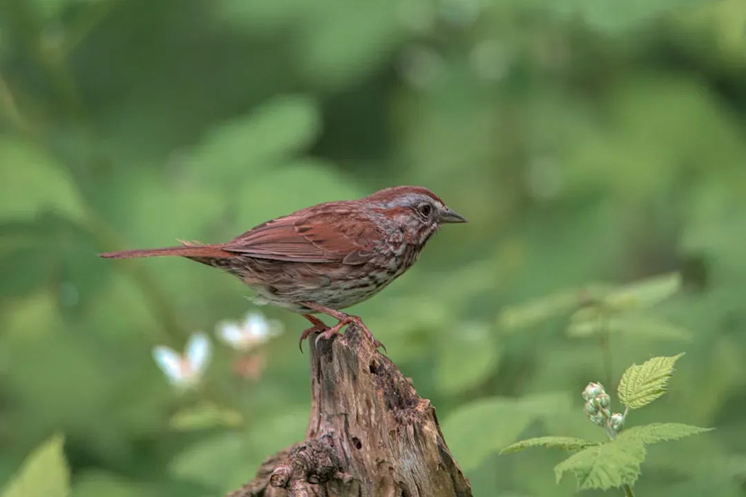 Song Sparrow (Image Credits: Unsplash)