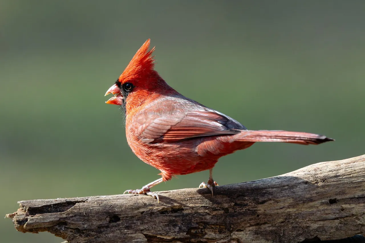 The territorial instinct behind the behavior (Image Credits: Pixabay)