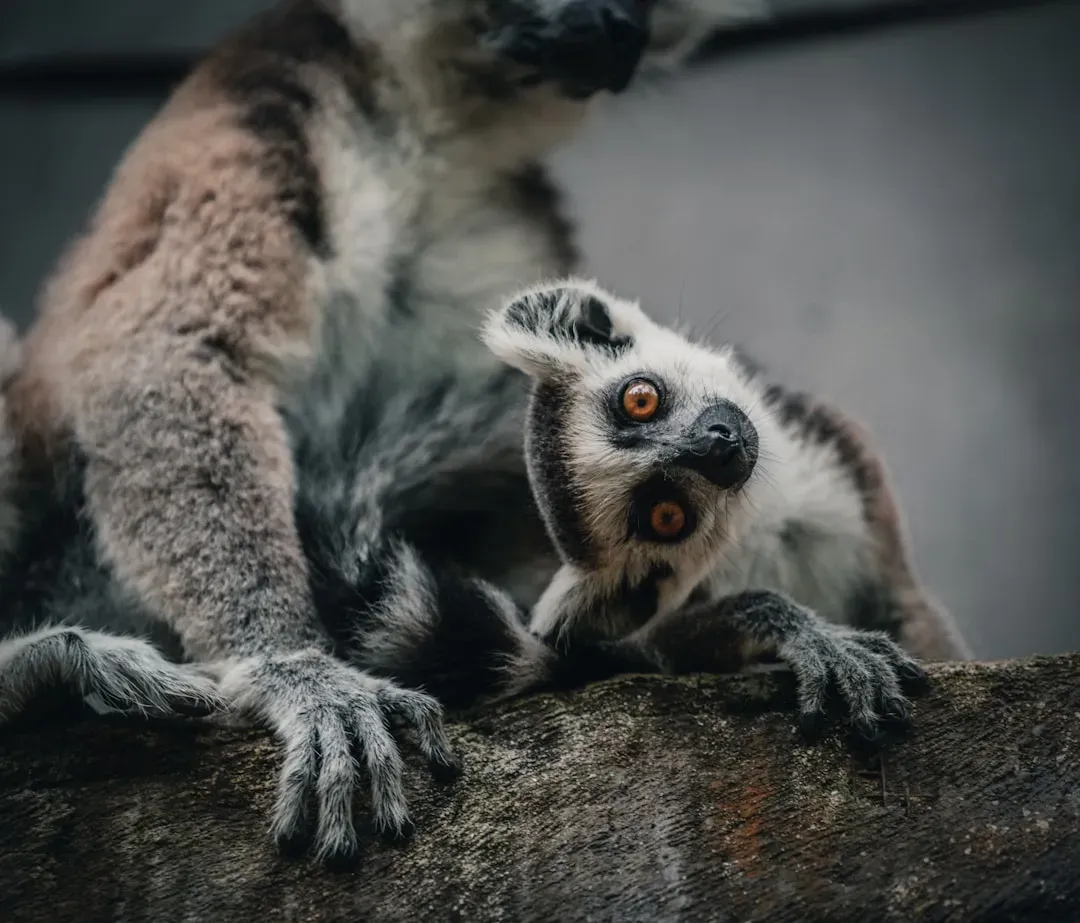 9. Bamboo Lemur Starvation During Mass Bamboo Die-Offs (Image Credits: Unsplash)