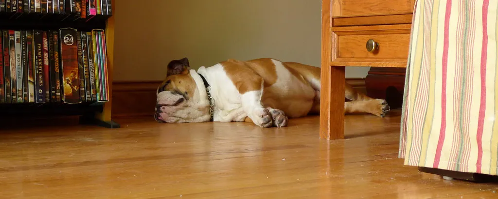 #28 - English Bulldog: Low-Energy, High Snore (Settles Instantly, With Sound Effects) (mindfrieze, Flickr, CC BY-SA 2.0)