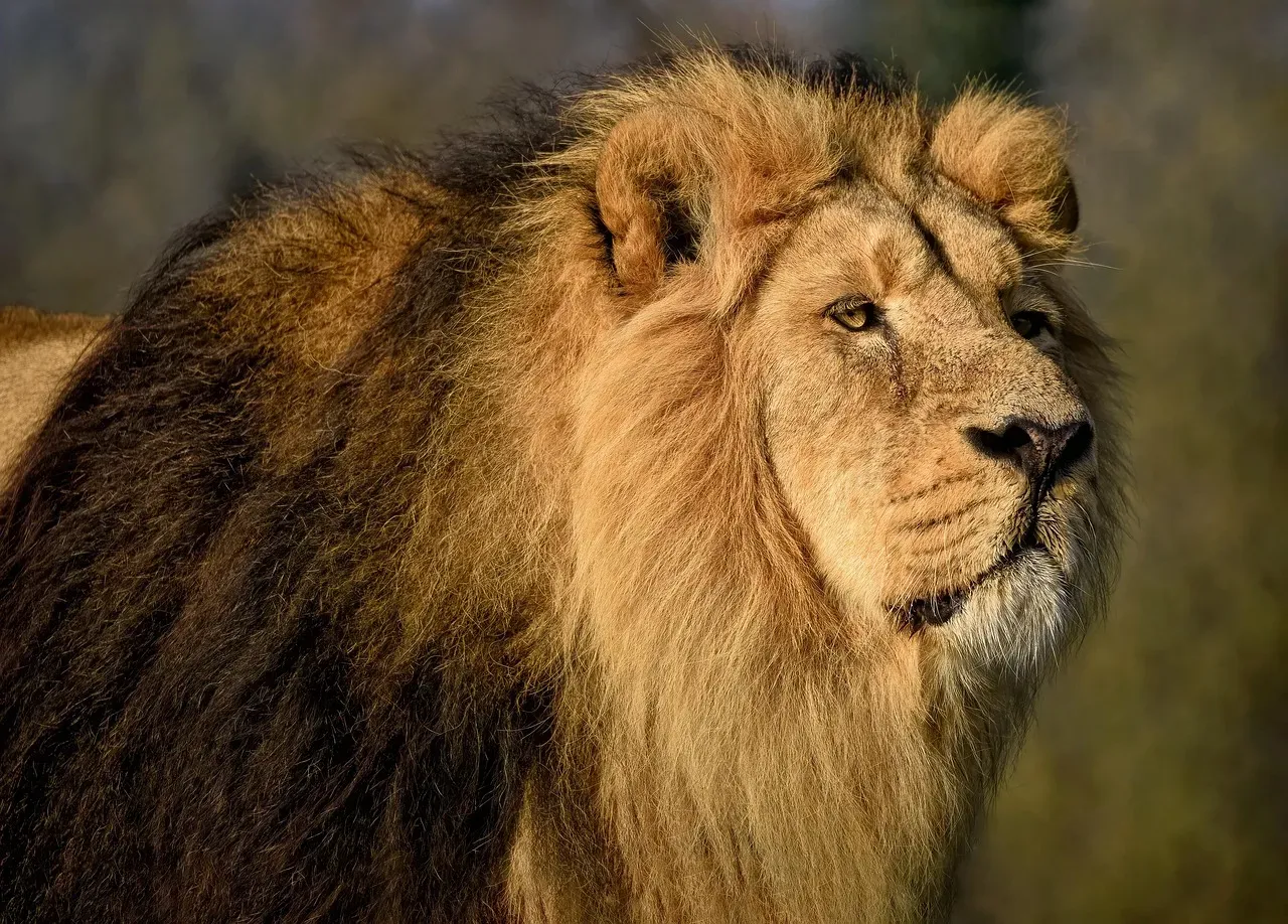 Gir Forest National Park, India - The Last Kingdom of the Asiatic Lion (Image Credits: Pixabay)