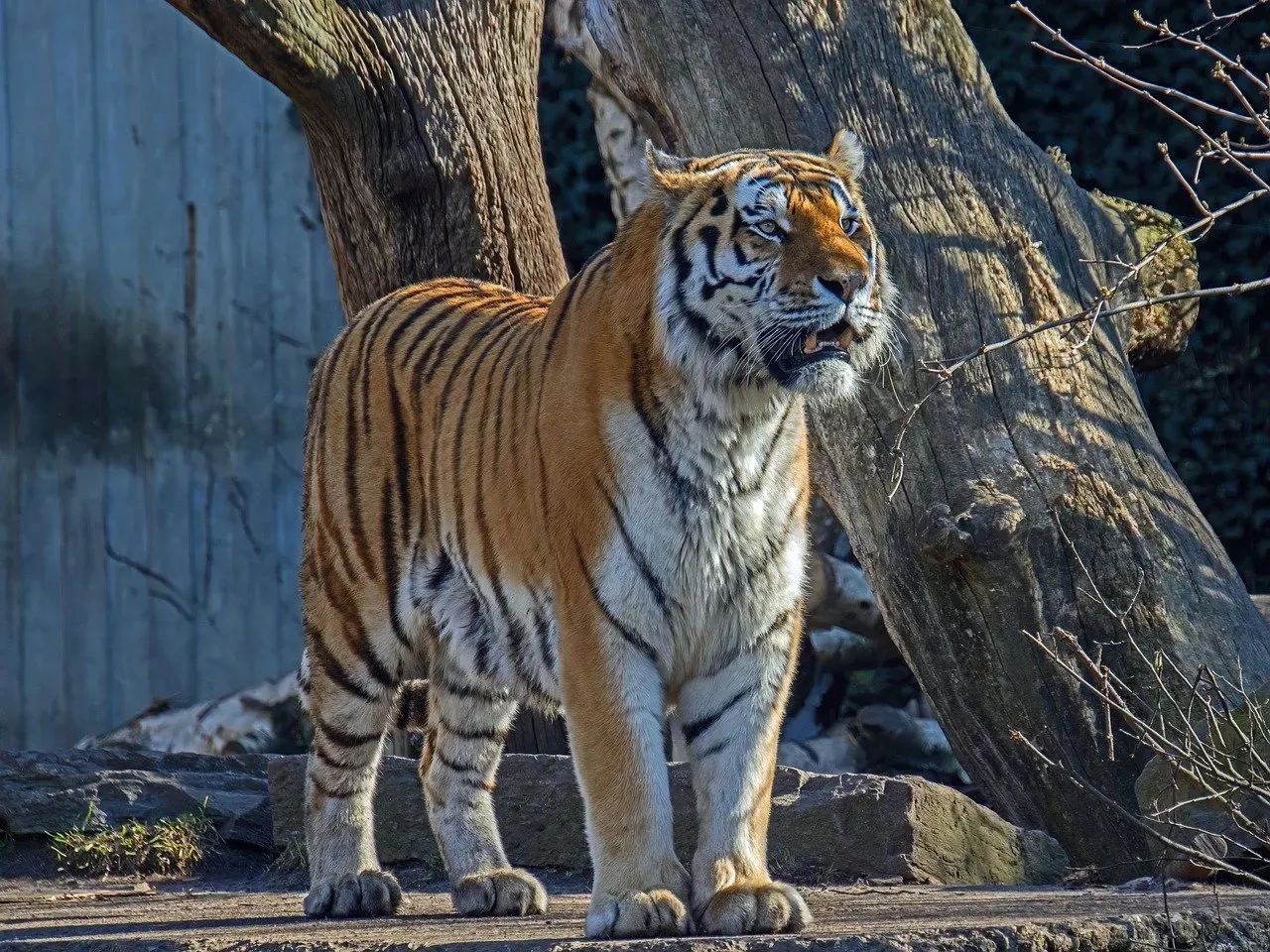 Their Vast Territories Are Designed for One Occupant (Image Credits: Pixabay)