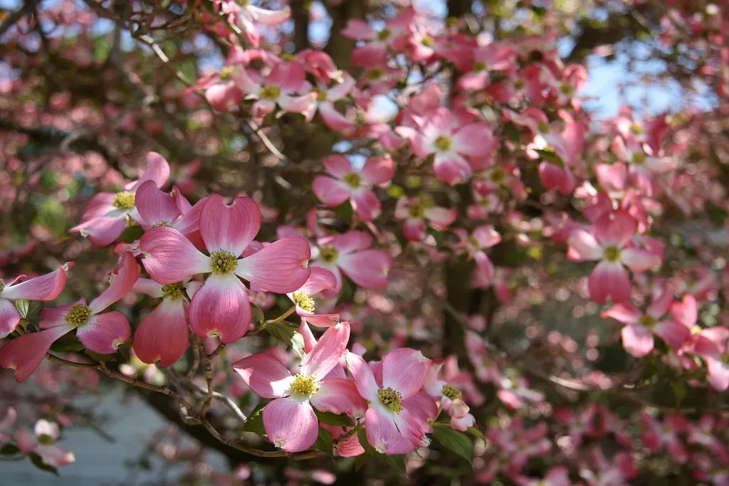 Flowering Dogwood (Imaginary_zephyr, Flickr, CC BY 2.0)