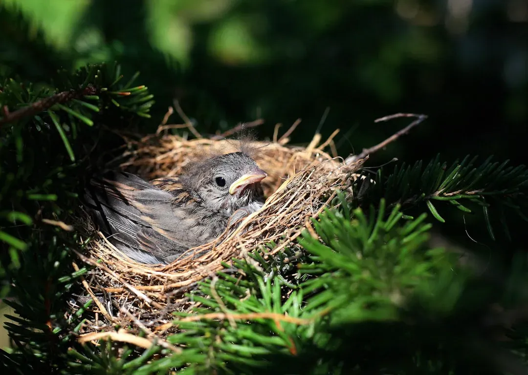 #6. Their All-Seed Diet Accidentally Defeats Cowbird Parasitism (Image Credits: Unsplash)