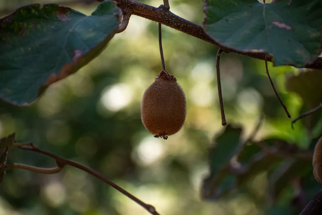 #13 - Hardy Kiwi (Image Credits: Unsplash)