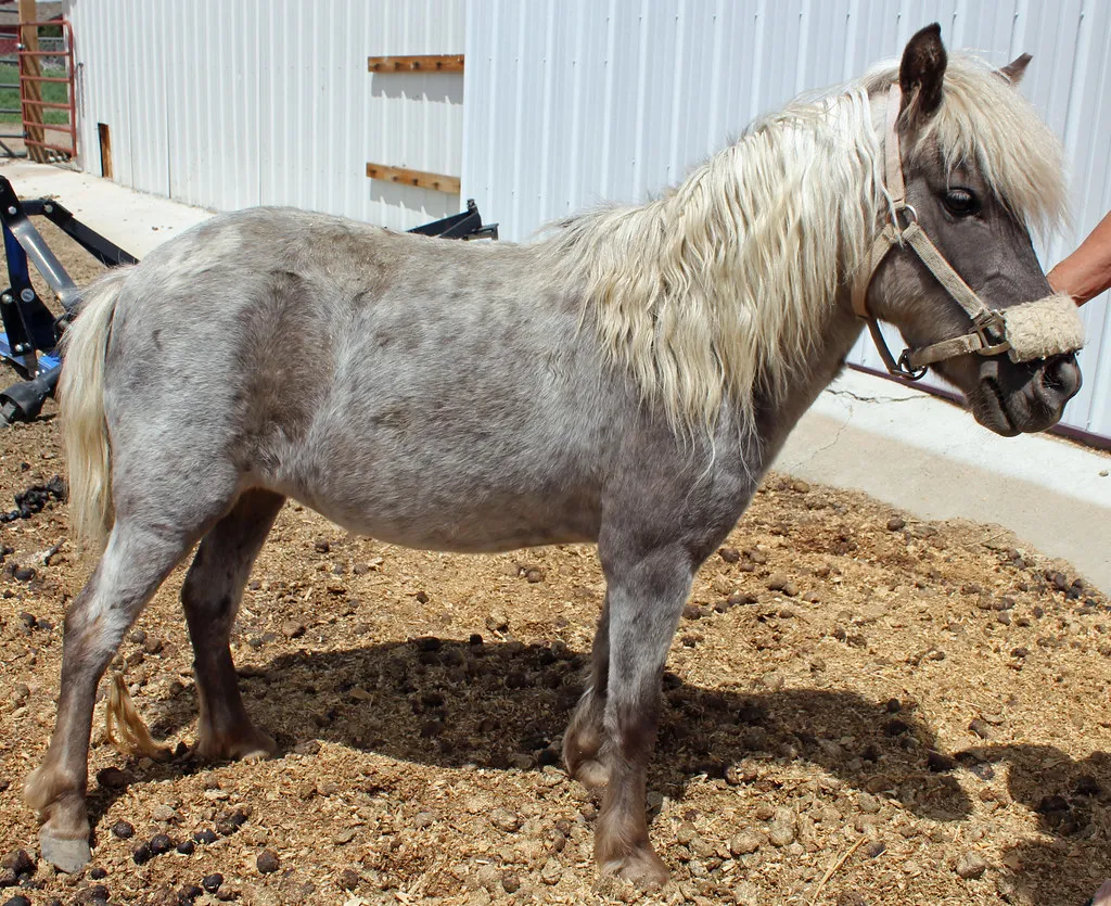 #1 - Miniature Horses: The "Cute" Factor Hides a Painful Truth (Jeffrey Beall, Flickr, CC BY-SA 2.0)