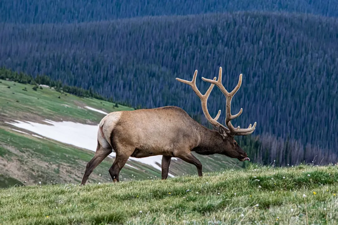 Sagittarius (November 22 – December 21): The Elk (Image Credits: Unsplash)