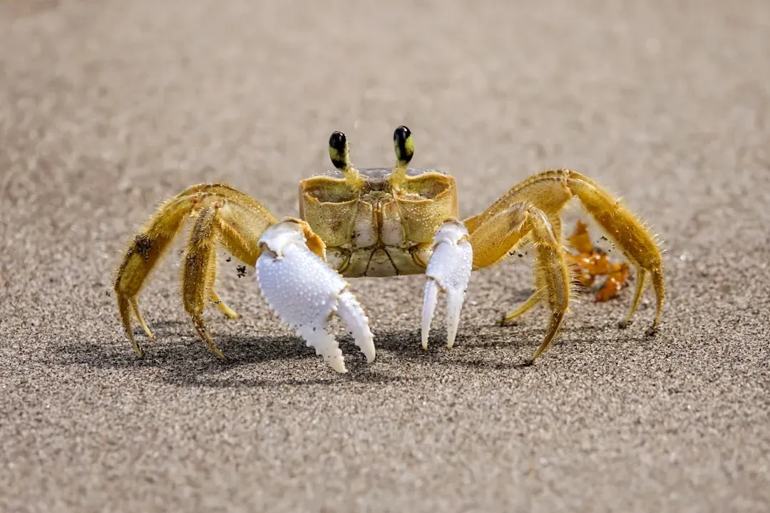 Cancer: The Defensive Crab (Image Credits: Unsplash)