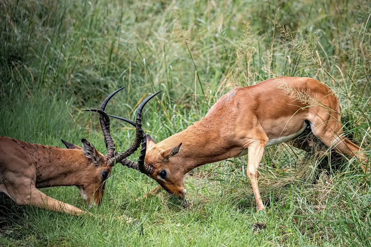 The Untamed Truth About Territorial Animals (Image Credits: Pixabay)