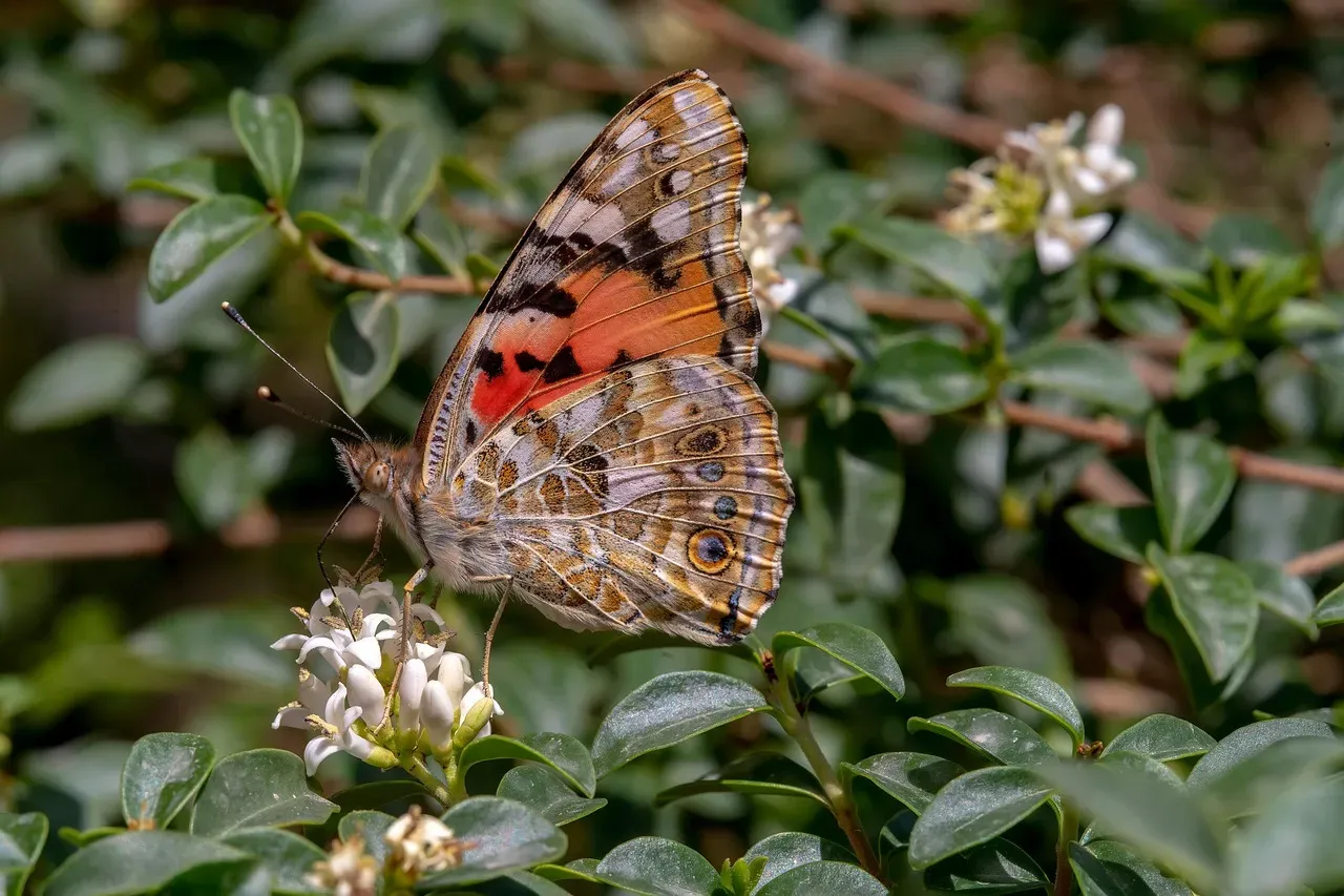 Painted Lady Butterflies' Desert Crossings (Image Credits: Pixabay)